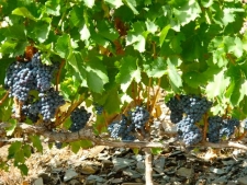 Wijngaarden Priorat